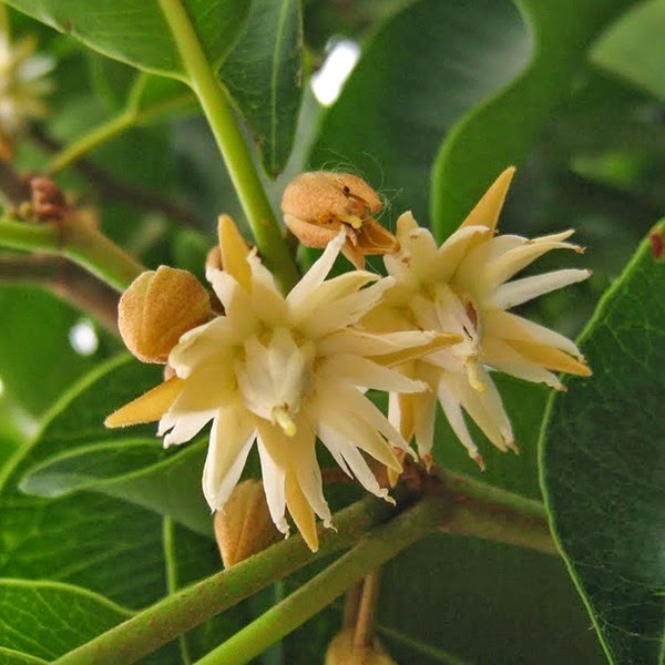 Превью  Бакула,
Гуава,
Пуннага,
Пипал